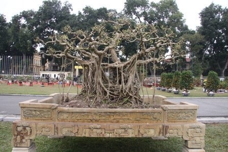 Bonsai, cay the, cây thế,  cay canh nghe thuat, cây cảnh nghệ thuật